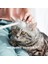 Yeşil Simülasyon Interaktif Kedi Oyuncak Pet Tarak Kedi Fırça Çan Kedi Sopa Oyuncak Yavru Oynarken Teaser Değnek Oyuncak Kedi Temizlik Malzemeleri (Yurt Dışından) 1
