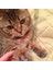 Gül Glitter S Yeni Moda li Kedi Tırnak Kapakları Yumuşak Kedi Pençe Yumuşak Paws 20 Adet/ grup Yapışkan Tutkal ile Boyut Xs S M Lgift Evcil Hayvan Için (Yurt Dışından) 4