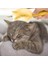 Sarı 5in1 Pet Bakım Tarağı Kedi Dökülme Fırçası Saç Kürk Sökücü Tarak Kedi Sopa Oyuncaklar Lazer Kedi Oyuncak Yavru Oynarken Teaser Değnek Oyuncak (Yurt Dışından) 4