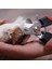 Mavi Beyaz S Mosodo Profesyonel Pet Kedi Köpek Tırnak Makası Kesici Orak Paslanmaz Çelik Bakım Makası Makası Evcil Hayvan Pençeleri Köpek Kaynağı (Yurt Dışından) 3