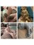 Köri Sarı L 100 Adet Silikon Yumuşak Kedi Tırnak Kapakları Kedi Paw Pençe Pet Tırnak Koruyucu Kediler Tırnak Kapağı Ücretsiz Tutkal ve Aplikatör ile Pet Malzemeleri (Yurt Dışından) 3