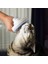 Yeşil Ayı Kedi Saç Fırçası Pençe Şekli Kendini Temizleyen Pet Bakım Aracı Kısa Masaj Kazıyıcı Sökücü Köpekler Saç Dökülme Tarak Yavru Aksesuarları (Yurt Dışından) 3