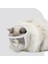 20-25 Cm Şeffaf Pvc Nefes Kedi Namlu Köpekler Kediler Banyo Bakım Çantası Anti Bite Köpek Yavru Kedi Ağızlıklar Maske Pet Malzemeleri (Yurt Dışından) 3