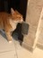 Kahve Pet Tarak Kedi Fırça Köşe Kedi Masaj Kendini Damat Gıdıklama Tarak Fırça Catnip Ovmak Epilasyon Evcil Hayvan Bakım Temizlik Malzemeleri (Yurt Dışından) 3