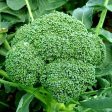 Zengarden Italyan Broccoli Calabrese Erkenci Brokoli Tohumu