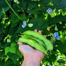 Zengarden Kanatlı Fasulye Tohumu Atalık Tohum Psophocarpus Tetragonolobus