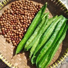 Zengarden Kanatlı Fasulye Tohumu Atalık Tohum Psophocarpus Tetragonolobus