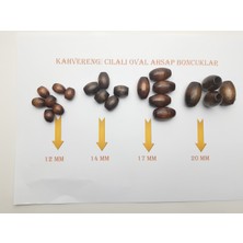 Seçilir Doğal Kahverengi Ahşap Boncuk Cilalı Oval 14 mm 120 gr