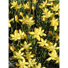 Net Tarım 5 Adet Sarı Yağmur Zambağı Soğanı ( Yağmur Zambak Yumrusu )