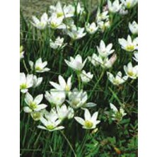 Net Tarım 5 Adet Beyaz Yağmur Zambağı Soğanı ( Yağmur Zambak Yumrusu )