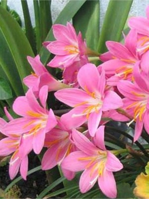 Net Tarım 5 Adet Pembe Peri Zambağı Soğanı ( Peri Zambak Yumrusu )