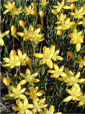 Net Tarım 5 Adet Sarı Peri Zambağı Soğanı ( Peri Zambak Yumrusu )