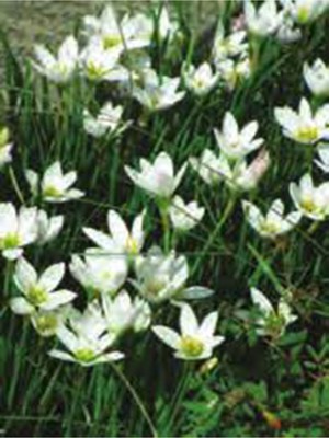 Net Tarım 10 Adet Beyaz Peri Zambağı Soğanı ( Peri Zambak Yumrusu )