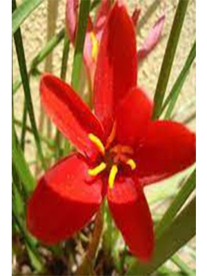 Net Tarım 5 Adet Kırmızı Peri Zambağı Soğanı ( Peri Zambak Yumrusu )