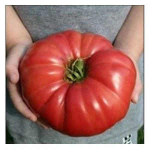 Köy Tohumları 150 Adet Tohum Erkenci Iri Marmande Domates Tohumu Domates Organik