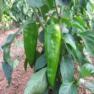 Köy Tohumları 150 Adet Tohum Süper Paket Sivri Tatlı Demre Biber Tohumu Biber Tarla