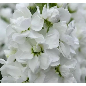 Şebboy Tohumu ( Kokulu Çok Uzun Boylu ) - Beyaz Renkli - 10 Tohum