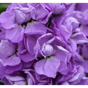 Şebboy Tohumu ( Kokulu Çok Uzun Boylu ) - Lavanta Renkli - 10 Tohum