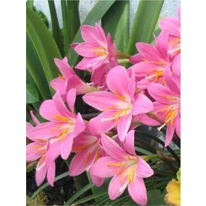 Net Tarım 10 Adet Pembe Peri Zambağı Soğanı ( Peri Zambak Yumrusu )