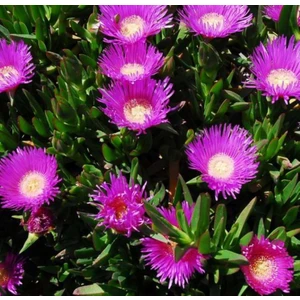 Kaz Ayağı Çiçeği Yer Örtücü Bitki 1 Adet Carpobrotus Acinaciformis