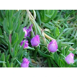 Pembe Çiçekli Kazayağı Çiçeği Fidanı 1 Adet Carpobrotus Acinaciformis