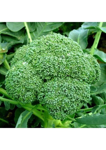 Italyan Broccoli Calabrese Erkenci Brokoli Tohumu