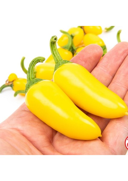 Yellow Jalepeno Sarı Acı Biber Tohumu (15 Tohum)