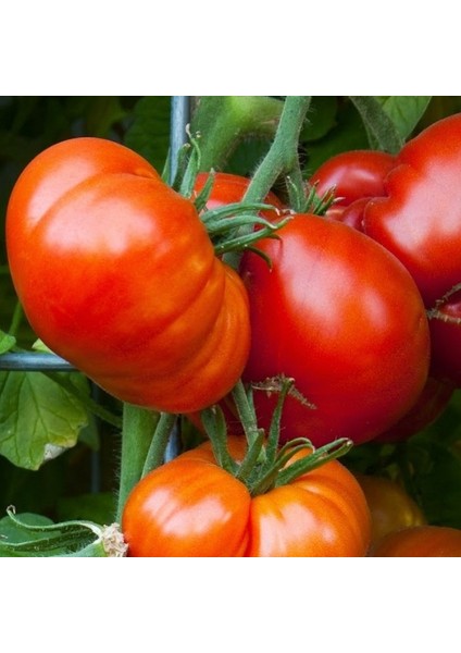 30 Adet Tohum Erkenci Iri Marmande Domates Tohumu Domates Tohumu