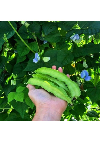 Kanatlı Fasulye Tohumu Atalık Tohum Psophocarpus Tetragonolobus