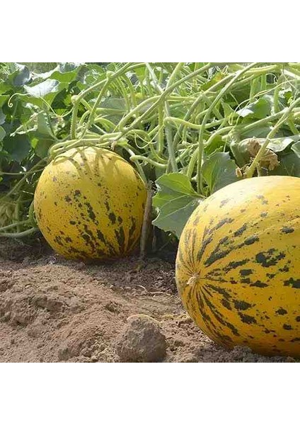 10 Adet Köylü Kavun Tohumu fırsatları