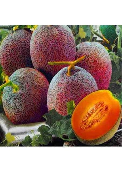 10 Adet Karışık Cinste Köylü Kavunu Ata Tohumu modelleri