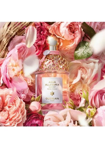 Aqua Allegoria Harvest Rosa Rossa Edt 125ML