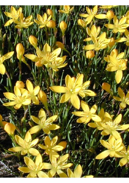 Net Tarım 20 Adet Sarı Peri Zambağı Soğanı ( Peri Zambak Yumrusu )