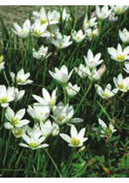 Net Tarım 10 Adet Beyaz Peri Zambağı Soğanı ( Peri Zambak Yumrusu )