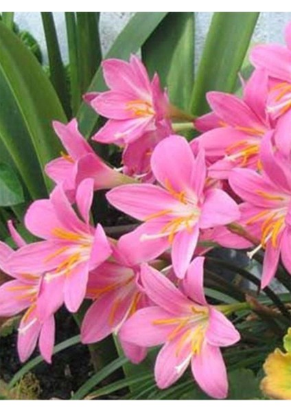 Net Tarım 10 Adet Pembe Peri Zambağı Soğanı ( Peri Zambak Yumrusu )