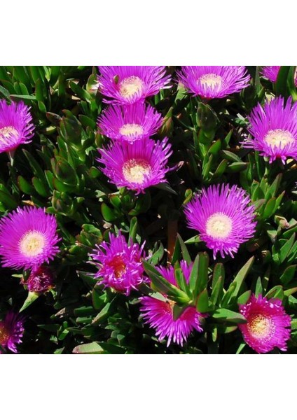 Kaz Ayağı Çiçeği Yer Örtücü Bitki 1 Adet Carpobrotus Acinaciformis