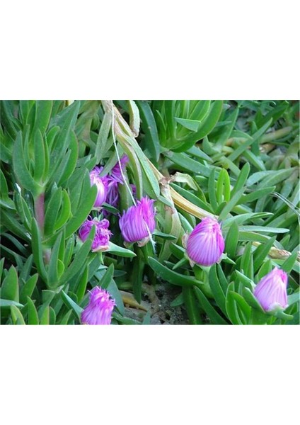 Pembe Çiçekli Kazayağı Çiçeği Fidanı 1 Adet Carpobrotus Acinaciformis