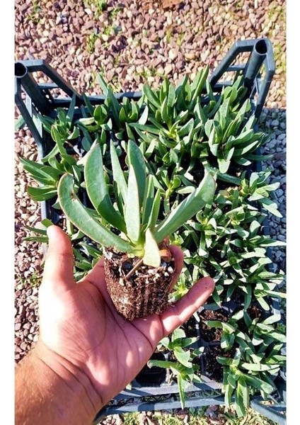 Pembe Çiçekli Kazayağı Çiçeği Fidanı 1 Adet Carpobrotus Acinaciformis