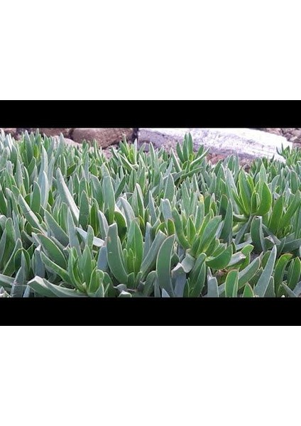 Kaz Ayağı Çiçeği Yer Örtücü Bitki 1 Adet Carpobrotus Acinaciformis