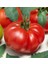 5 Adet Köylü Domatesi Ata Tohumu 3