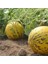 10 Adet Köylü Kavun Tohumu 4