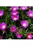 Kaz Ayağı Çiçeği Yer Örtücü Bitki 1 Adet Carpobrotus Acinaciformis 1