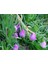 Pembe Çiçekli Kazayağı Çiçeği Fidanı 1 Adet Carpobrotus Acinaciformis 1