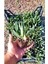 Pembe Çiçekli Kazayağı Çiçeği Fidanı 1 Adet Carpobrotus Acinaciformis 2