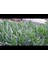 Kaz Ayağı Çiçeği Yer Örtücü Bitki 1 Adet Carpobrotus Acinaciformis 3