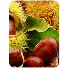 Bahçevilya Kestane Ağacı (Castanea Sativa),