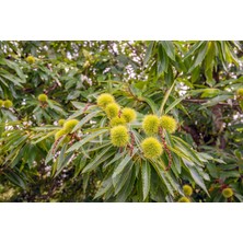 Bahçevilya Kestane Ağacı (Castanea Sativa),