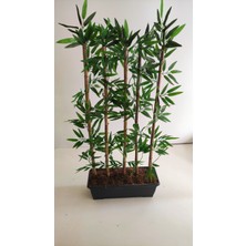 Rüzgar Çiçekçilik 1 Metre 5li Bambu