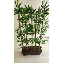 Rüzgar Çiçekçilik 1 Metre 5li Bambu
