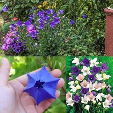 Zengarden Platycodon Tohumu Balon Çiçeği 3 Renk Karışım Grandiflora